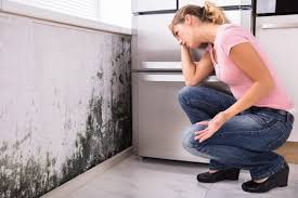 Best Black Mold Removal  in Westlake Vlage, IL